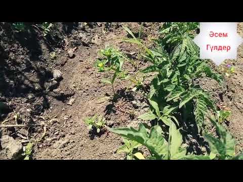 Видео: Қызанақты🍅🍅🍅🍅 қалай суару керек?