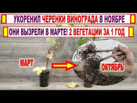 Видео: 🍇 Можно ли ВЫРАСТИТЬ САЖЕНЦЫ после укоренения ЧЕРЕНКОВ ВИНОГРАДА в НОЯБРЕ? Что у меня получилось.
