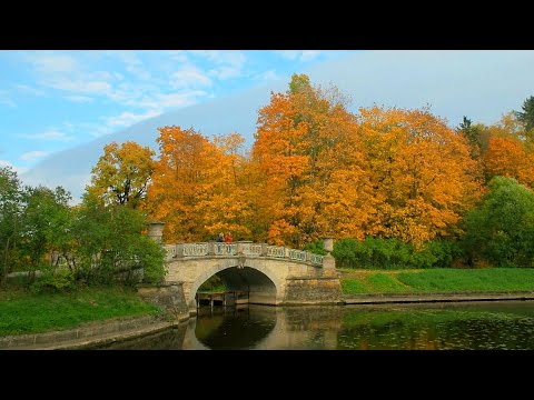 Видео: 🍂Золотая осень в Павловском парке・🍁Пригороды・Прогулка по Питеру・Санкт-Петербург・СПб・Алексей Михайлов