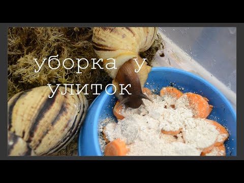 Видео: УБОРКА  У УЛИТОК