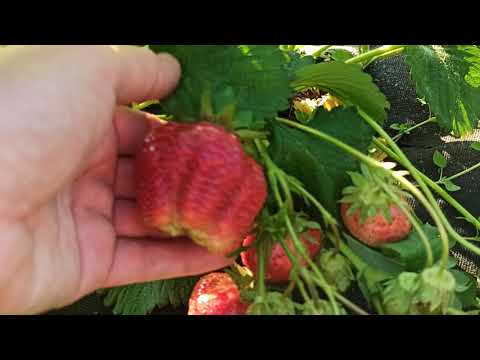 Видео: Сорта- гиганты земляники ! Вкуснейшие надежные сорта! Омск, 16.06.2021