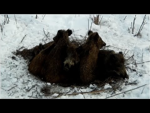 Видео: Лежка дикого кабана. Лучше не наступать.