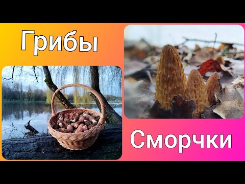 Видео: Грибы сморчки проснулись раньше времени. Где искать грибы?