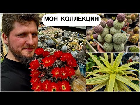 Видео: Моя коллекция кактусов и суккулентов 01.07.2025
