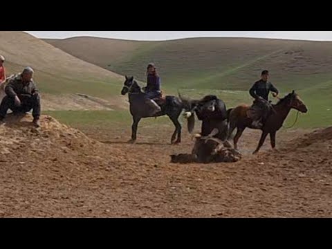Видео: Бузкаши гараути 03 06 2022 г.