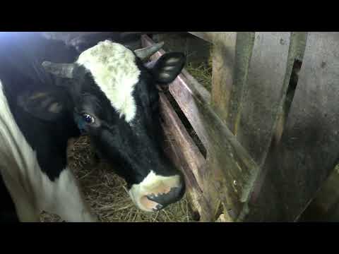 Видео: Навестил  Вику и Камыша в хозяйстве у Сергея.  Обезрожили телочку.