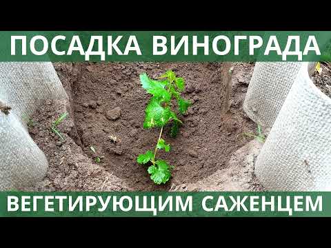 Видео: ПРАВИЛЬНАЯ ПОСАДКА вегетирующего саженца винограда, СХЕМЫ ПОСАДКИ для различных видов шпалер!