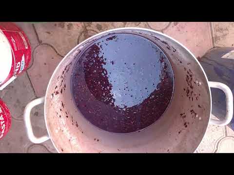 Видео: Изготовление домашнего вина из сорта саперави.