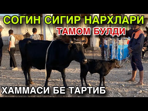Видео: БАРАКА ЖОЙИДАН ЖАНЖАЛ! 8 ОКТЯБРЬ СОГИН СИГИР НАРХЛАРИ 2025.ЧИРОКЧИ МОЛ БОЗОРИ НАРХЛАРИ 2025.