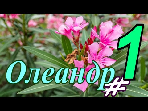 Видео: Олеандр обыкновенный #1  Июнь 2025