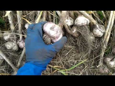 Видео: УБОРКА ЧЕСНОКА ЛЮБАША  ПОД МУЛЬЧЕЙ  13 07 23