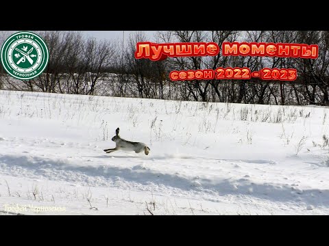 Видео: Охота на зайца 2022 2023 ! ЛУЧШЕЕ В СЕЗОНЕ !