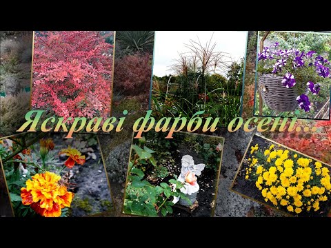 Видео: Яскраві фарби осені...🍂