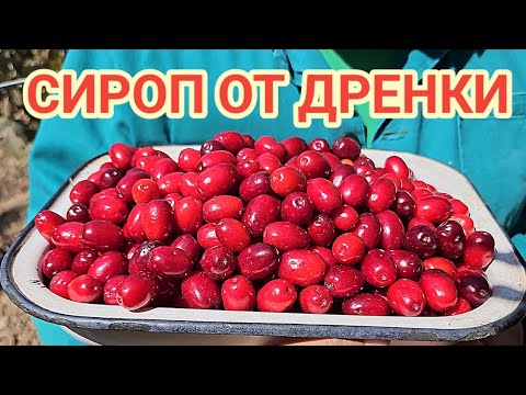 Видео: Домашен сироп от дренки! Наслада за душата, вкус от родното село! Мили спомени от детството!