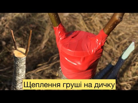 Видео: Щеплення груші на дичку за кору і розщеп.