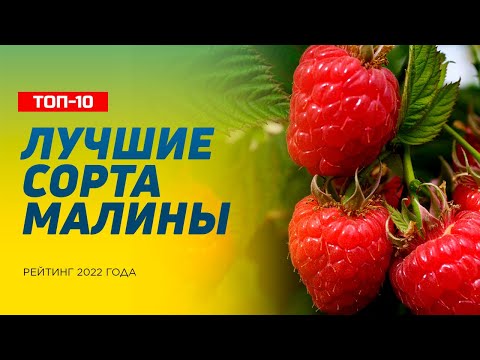 Видео: ТОП-10 Лучших Сортов Малины – Рейтинг 2022 года