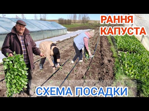 Видео: Садимо ранню Капусту на Львівщині під плівку