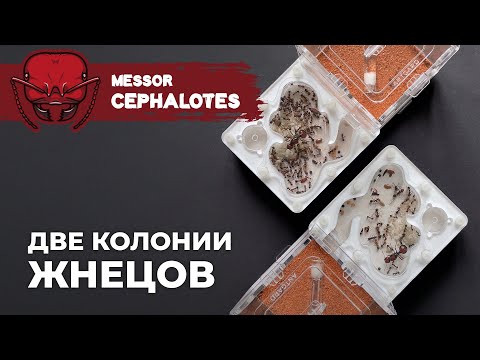Видео: САМЫЕ КРУПНЫЕ МУРАВЬИ-ЖНЕЦЫ В МИРЕ | Giant African harvester ant | Messor cephalotes