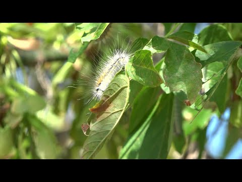 Видео: Нашествие вредителей: Пинск оккупирует американская белая бабочка
