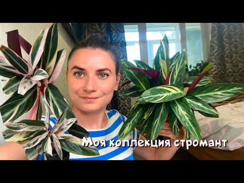Видео: Моя коллекция Стромант. Комнатные растения.