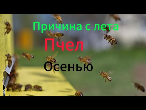 Видео: Слёт Пчел Осенью