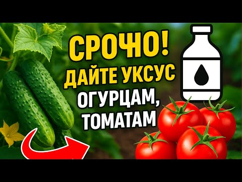 Видео: СРОЧНО! Дайте уксус огурцам, томатам и перцам — и в августе, сентябре будете собирать урожай!