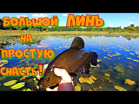Видео: Ловля КРУПНОГО ЛИНЯ на УДОЧКУ в Зарослях Кувшинки ! Рыбалка на Удочку с БОКОВЫМ КИВКОМ .