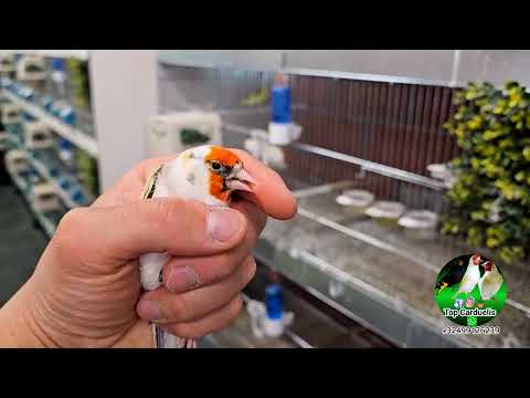 Видео: Экскурсия по профессиональному разведению канареек Harzer 🐤 и других раннесезонных птиц 🪺🕊️🦅