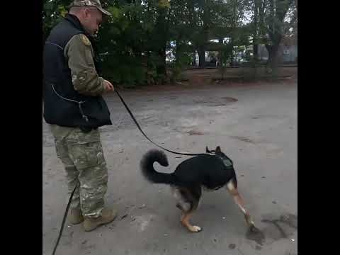 Видео: #Кайдо#germanshepherd #слідоваробота#роботапосліду