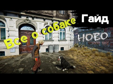 Видео: Hobo: Tough life - Гайд - Все о собственной собаке