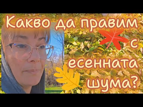 Видео: Какво да правим с шумата през есента? Да мулчираме ли с попадалите листа или да ги компостираме?