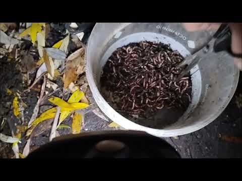 Видео: Рыбалка на Карпа в ноябре! Какую прикормку выбрать в это время!