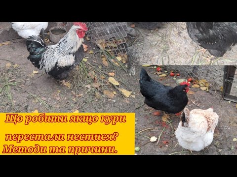 Видео: Що робити якщо кури перестали нестись? Причини.