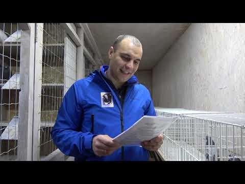 Видео: Стандарт на Николаевского голубя Разбираем на примере пары