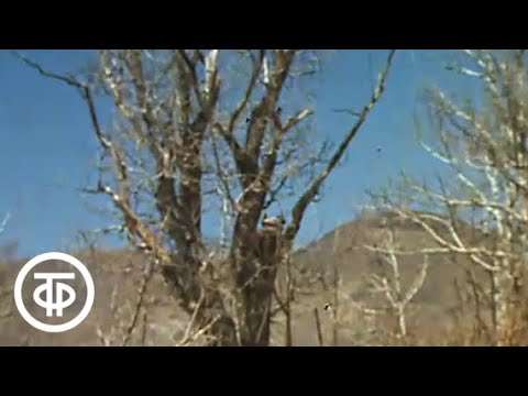 Видео: Горный гусь (1985)