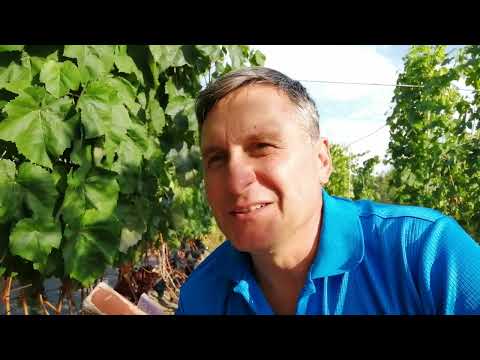 Видео: Обзор технических сортов 09.09.2024 г.