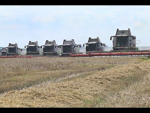 Видео: Жнива у ТзОВ  "Городище" Луцького району