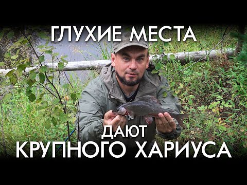 Видео: ГЛУХИЕ МЕСТА ДАЮТ КРУПНОГО ХАРИУСА