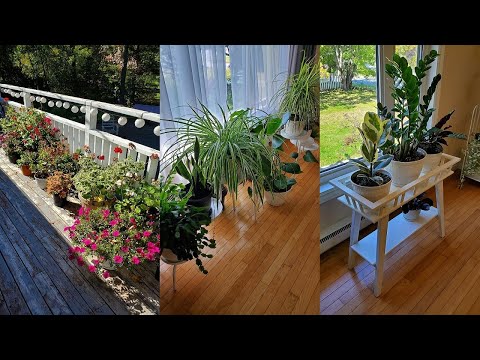 Видео: Мои комнатные растения. Обзор. Октябрь 2021