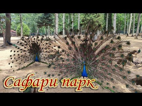 Видео: Бэйдайхэ 2024 # 6 Cафари парк