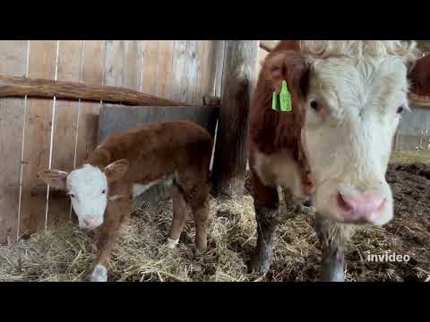Видео: Чуть не потеряли теленка #герефорд #корова #отел #теленок #трагедия #проблема#помощь #help #sos #кфх