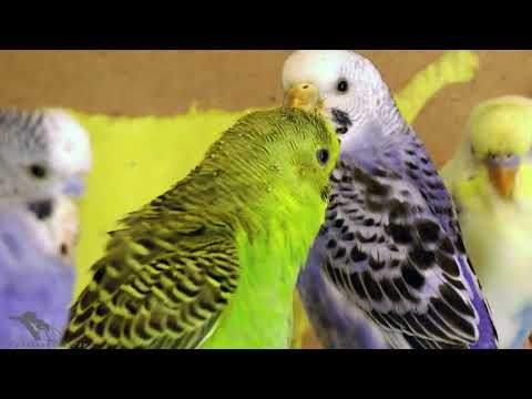Видео: Волнистые попугаи. Моя ферма ч.2
