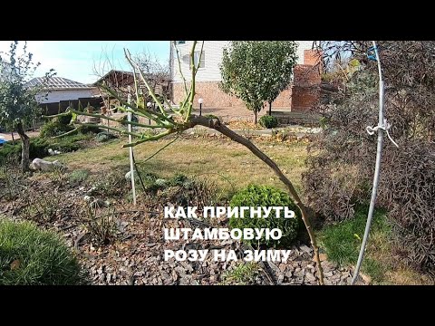 Видео: Как пригнуть штамбовую розу на зиму