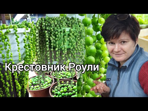 Видео: Мой СЕКРЕТ размножения КРЕСТОВНИКА  Роули.