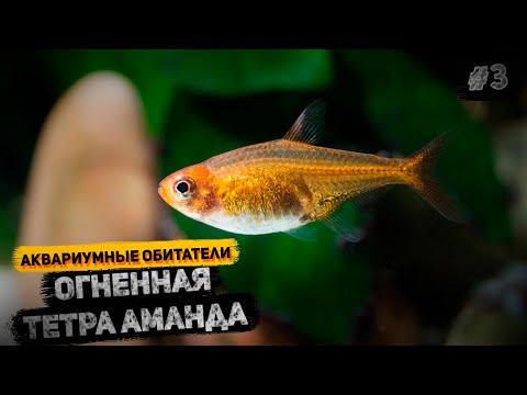 Видео: Тетра Аманда. Содержание. Размножение. Кормление.