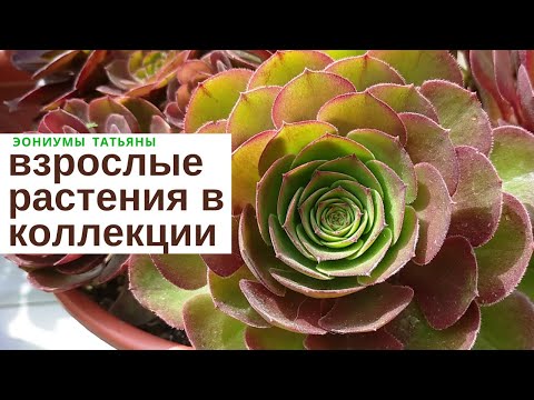 Видео: Коллекция взрослых эониумов / My aeonium collection