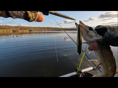Видео: АЗАРТНАЯ рыбалка на ОЗЕРЕ! ЩУКА на ВОБЛЕРЫ осенью! Спиннинг в октябре!