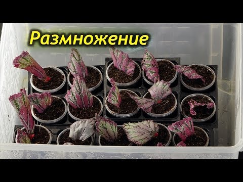 Видео: Разные способы размножения Бегонии. Как правильно размножать Бегонию.