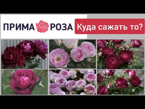 Видео: Саженцы роз неприлично хороши!Заказали Розы, а сажать то некуда?! 17 апреля 2023 г.