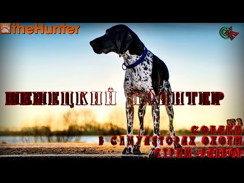 Видео: ♢ theHunter Classic ♢ Стрим-разбор ♢ Собаки ♢ НЕМЕЦКИЙ ПОИНТЕР ♢